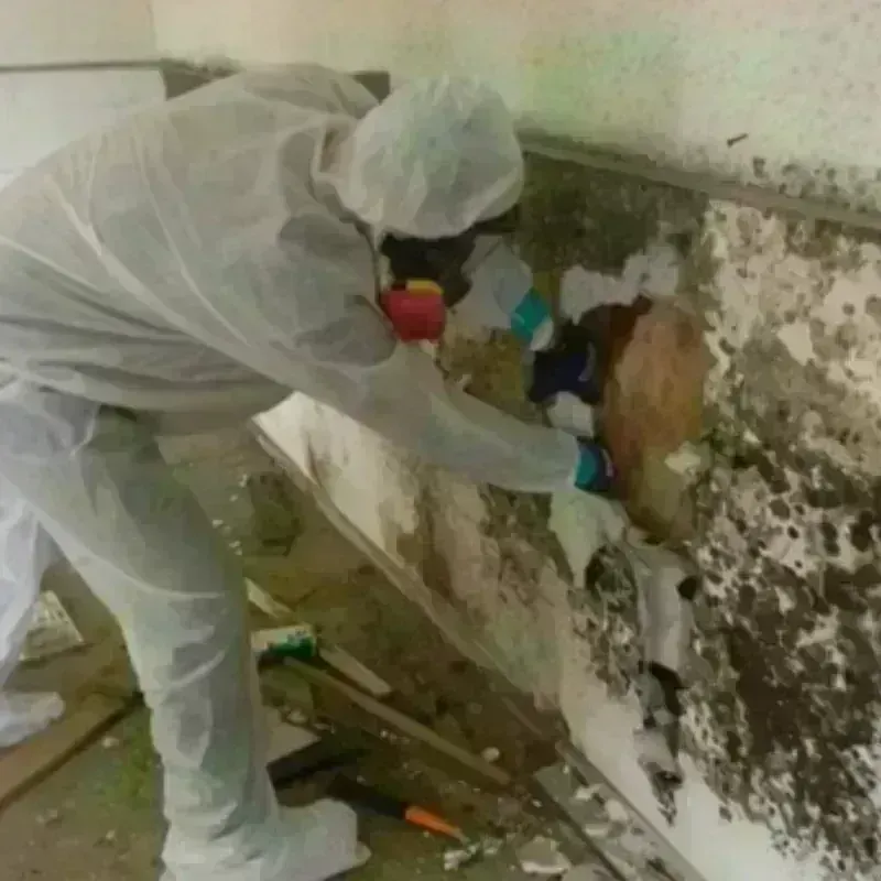 Mold Remediation and Removal in Fairview, GA